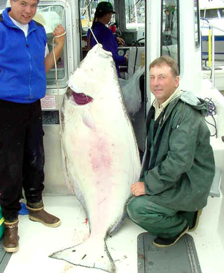 A whale of a halibut