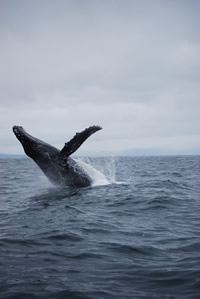 Whale 11- Big Blue Fisheries - Sitka, Alaska