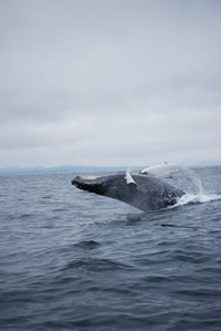 Whale 12- Big Blue Fisheries - Sitka, Alaska