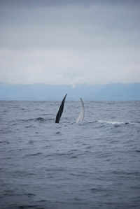 Whale - Big Blue Fisheries - Sitka, Alaska