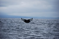 Whale 5 - Big Blue Fisheries - Sitka, Alaska