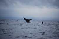 Whale 6- Big Blue Fisheries - Sitka, Alaska