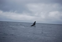 Whale 7- Big Blue Fisheries - Sitka, Alaska