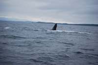 Whale 9 - Big Blue Fisheries - Sitka, Alaska